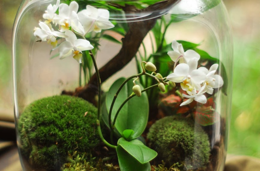 clear glass terrarium with white petaled flowers