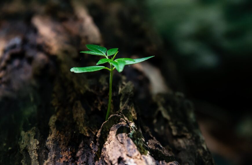 selective focus photo of green plant seedling on tree trunk