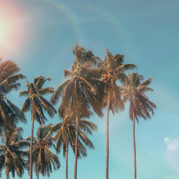 palm trees